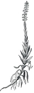 Wild Mignonette.