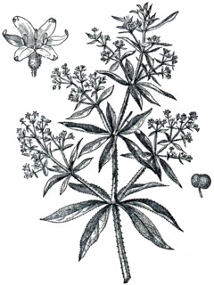 Dyer's madder.