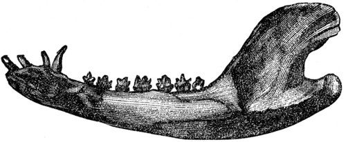 Lower jaw of marsupial mammals.