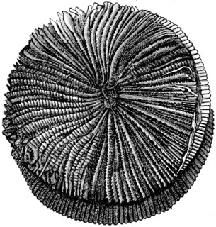 Montlivaultia, coral.