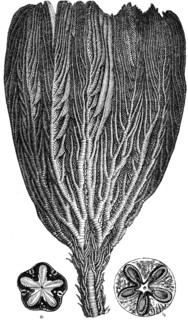 Pentacrinus briaroides.