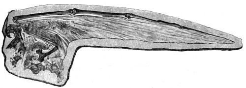 Pterodactyl wing.