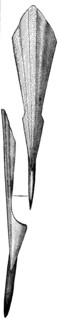 Restored full skeleton belemnites.