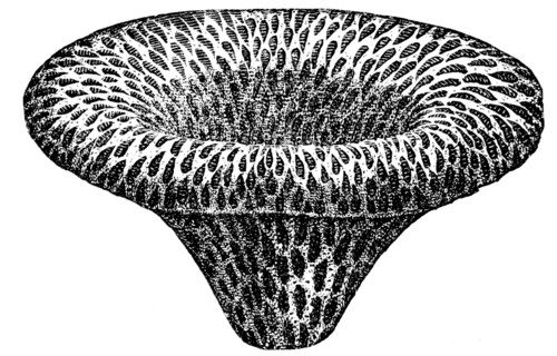 Scyphia reticulata.