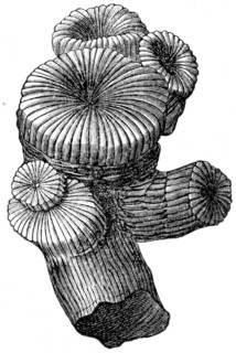 Thecosmilia annularis, coral.