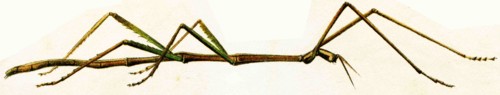 Beetle imitating the branch.