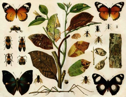 Insects.