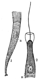 The cells of eukaryotes and prokaryotes.