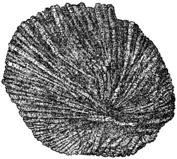 Structure of the meteorite, chondrule section.