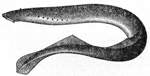 Lamprey.
