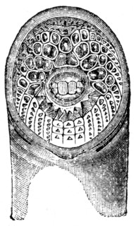 Sucker of lamprey.