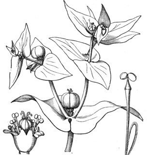 Euphorbia.