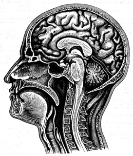 Cerebrum.