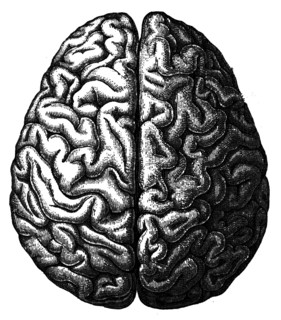 Cerebrum.