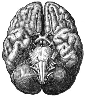Cerebrum.