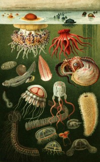 Marine fauna.