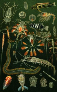 Marine fauna.