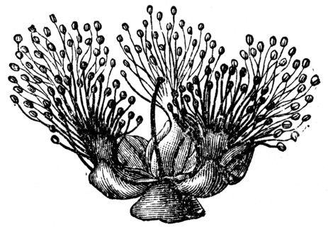 Melaleuca.