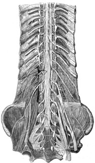 Nerves of the lower trunk, the spinal canal is open, front view.