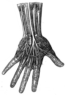 Nerves of the palm.