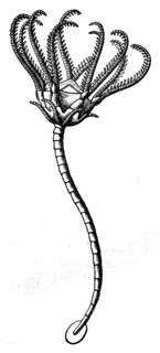 Pentacrinus Europaeus.