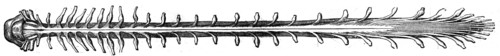 Spinal cord.