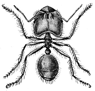 Ant soldiers.