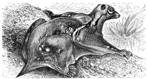 Colugo - Galeopithecus rufus.
