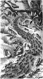 Column of ants on the march.