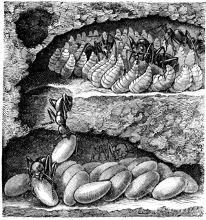 Individual ant nest chamber, at the top of the larvae are feeding.