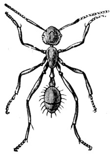 Worker ant.