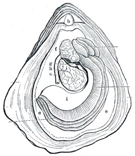 Historical illustrations.