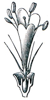 Flower of Scabiosa.