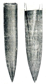 Fossils.