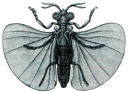 Xenos Peckil.