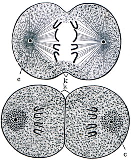 Cell division.