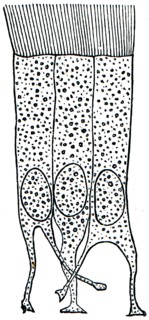 Cells of ciliated epithelium.