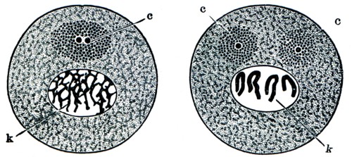 Changes in the cells prior to division.