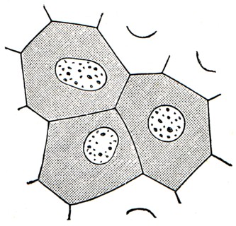 Epithelial cells in the skin of frogs.