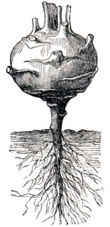 Kohlrabi.