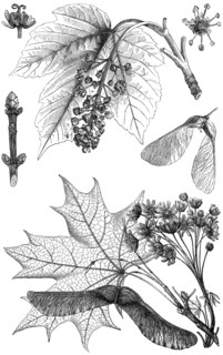 Maple.