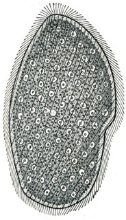 Opaline - multicore ciliated infusoria.