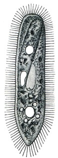 Paramecium - ciliary ciliate.