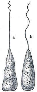 Peranema - flagellate infusoria at slow and fast movements.