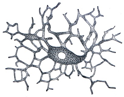 Pigment cells, light circle is the core.