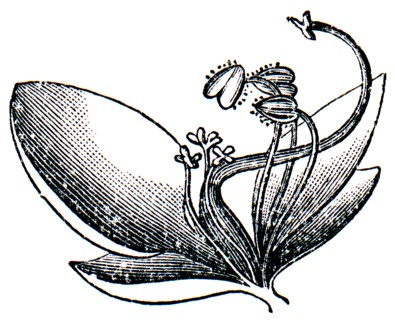 Commelina flower.