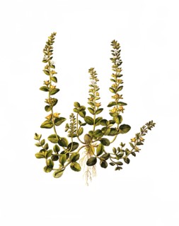 Quendel speedwell
