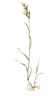Soft brome or downy brome