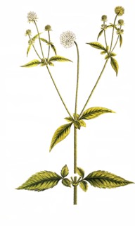 Hairy teasel