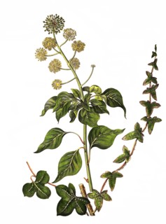 Common Ivy